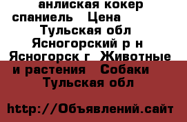 анлиская кокер спаниель › Цена ­ 4 000 - Тульская обл., Ясногорский р-н, Ясногорск г. Животные и растения » Собаки   . Тульская обл.